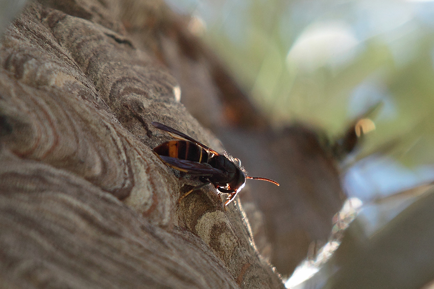 Vespa velutina